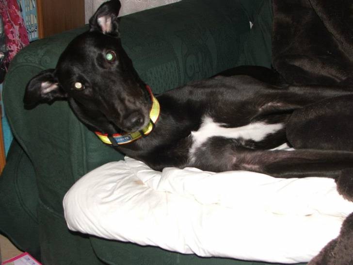 Lee - Greyhound Mâle (4 ans)