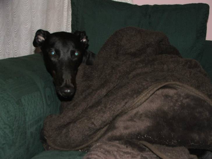 Lee - Greyhound Mâle (4 ans)
