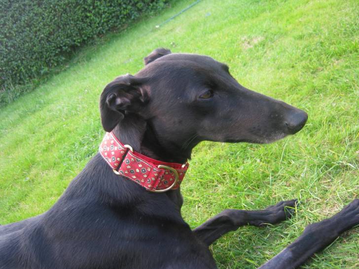 Poppy - Greyhound (4 ans)