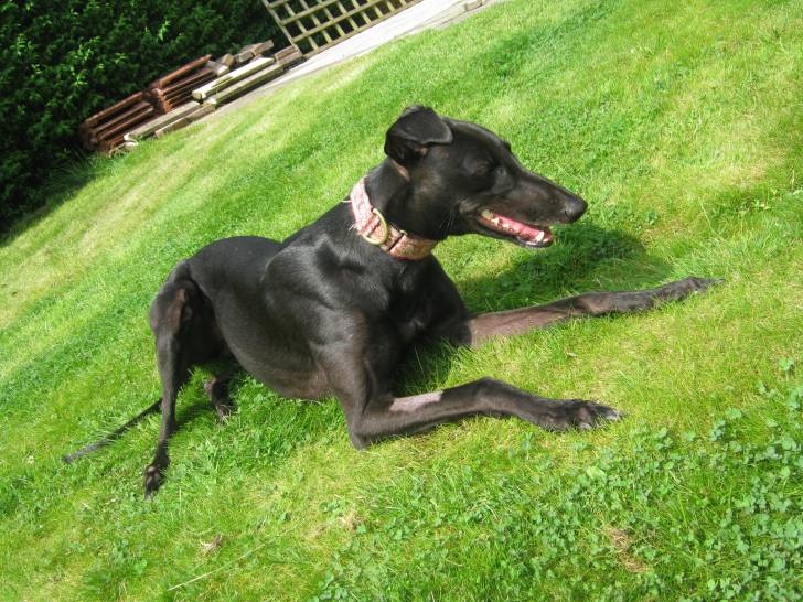 poppy - Greyhound (4 ans)