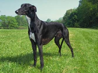 Rocky - Greyhound