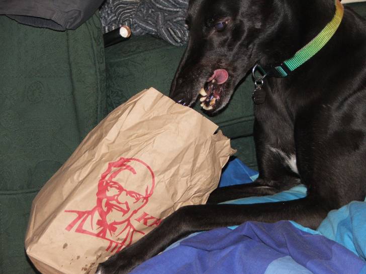 Lee - Greyhound Mâle (5 ans)