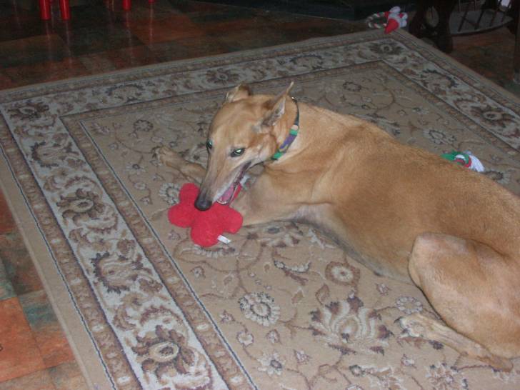 Bungy - Greyhound Mâle (Autre)