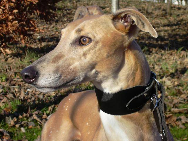 GREYHOUND BEAUTY - Greyhound