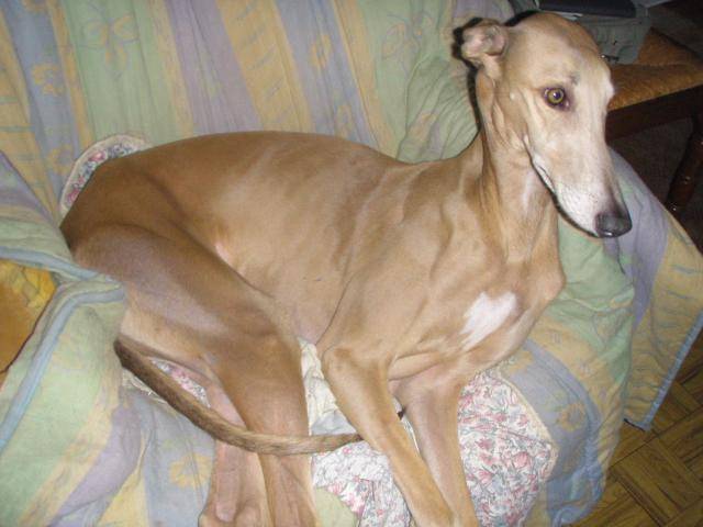 Greyhound - Ulsanne de Belouyeva - Greyhound