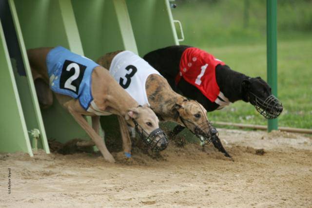 Greyhound - Ulsanne de Belouyeva - Greyhound