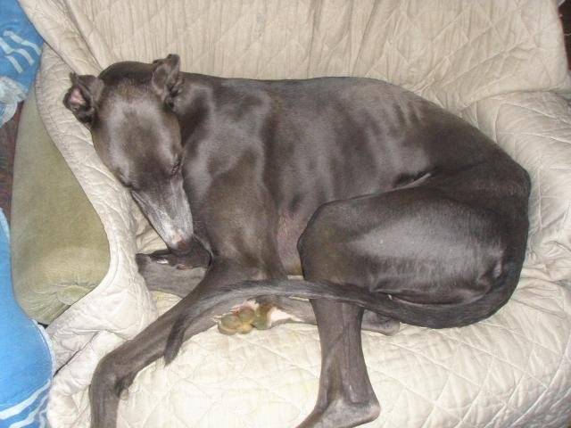 Greyhound - Up to date de Belouyeva - Greyhound