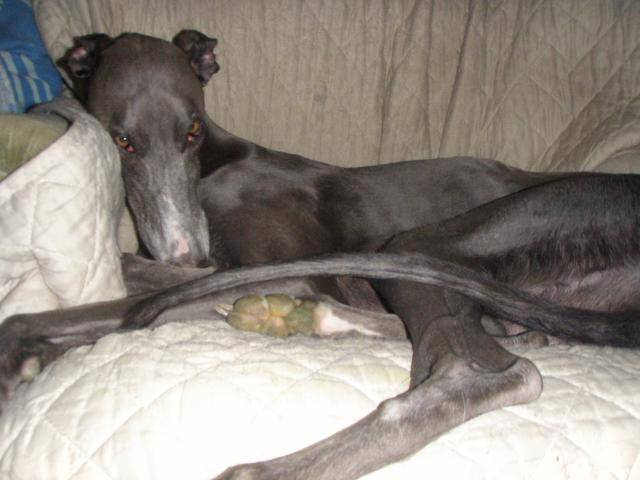 Greyhound - Up to date de Belouyeva - Greyhound