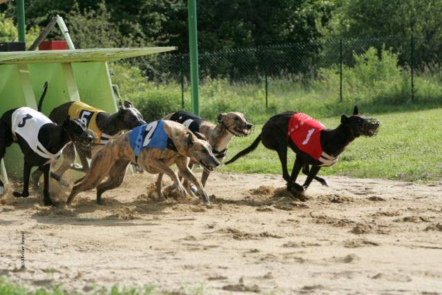 Greyhound - Up to date de Belouyeva - Greyhound