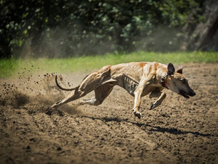 Photo Greyhound