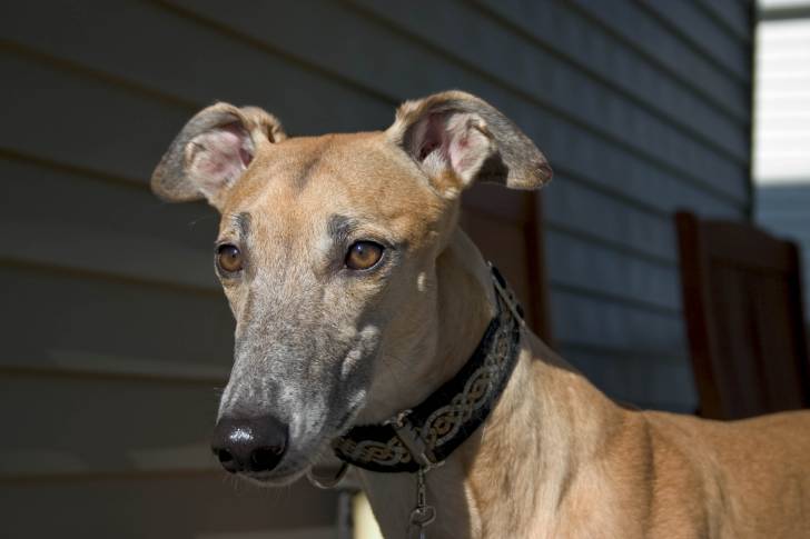 Photo Greyhound