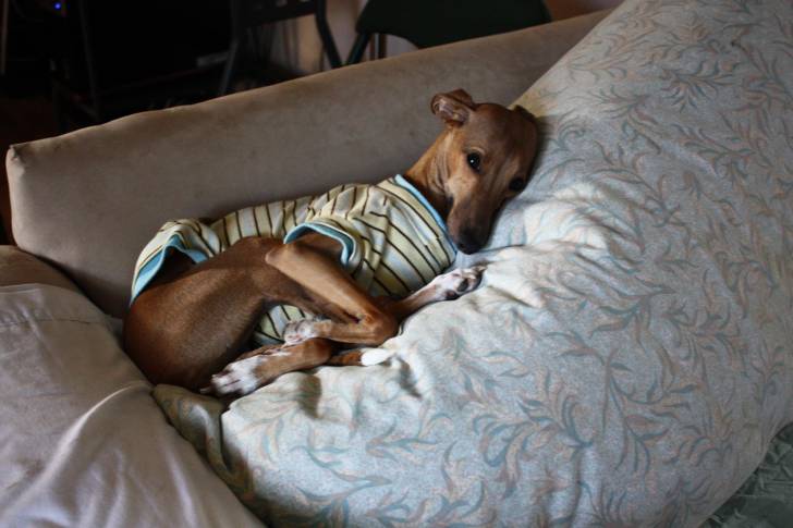 Photo Greyhound