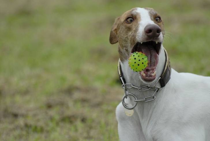 Photo Greyhound