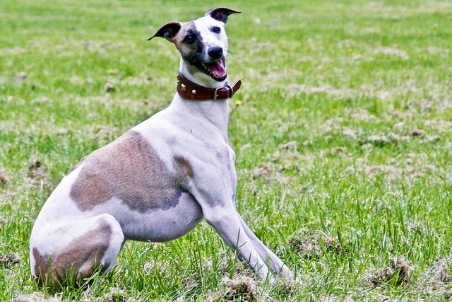 Gambler - Greyhound