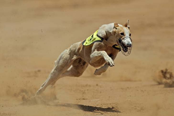 Photo Greyhound