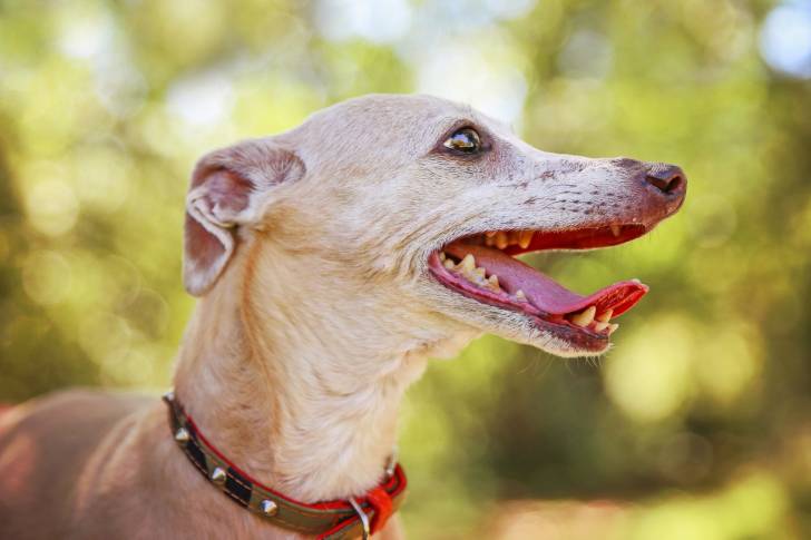 Photo Greyhound