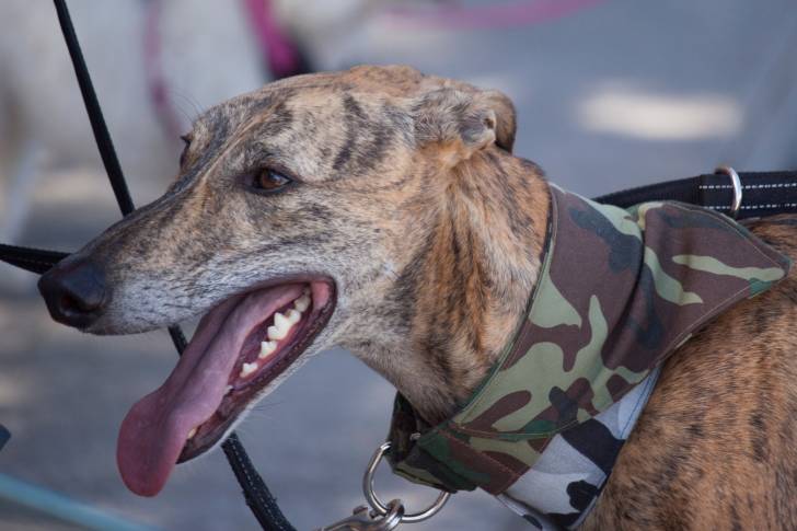 Photo Greyhound