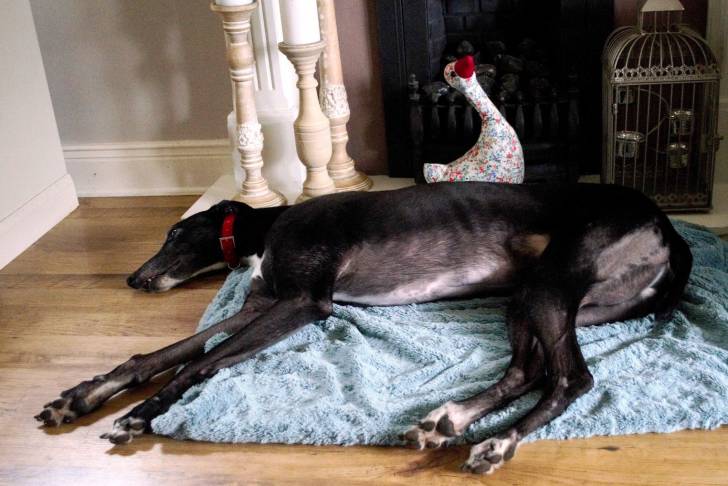 Photo Greyhound