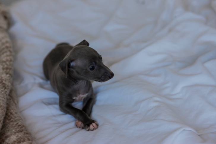 Photo Greyhound