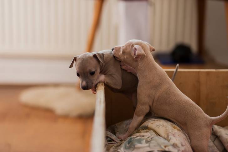 Photo Greyhound