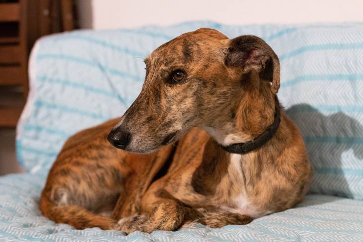 Photo Greyhound