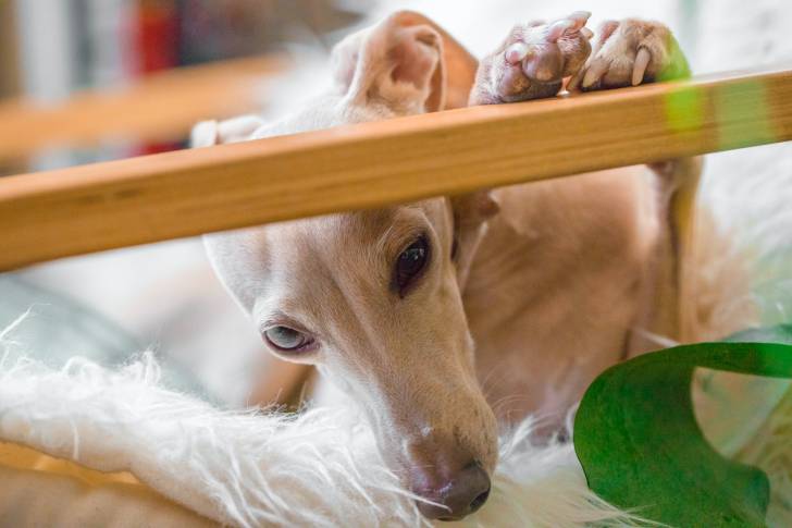 Photo Greyhound