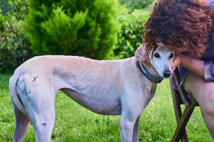 Photo Greyhound