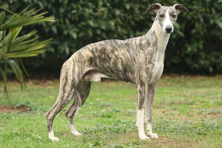 Photo Greyhound