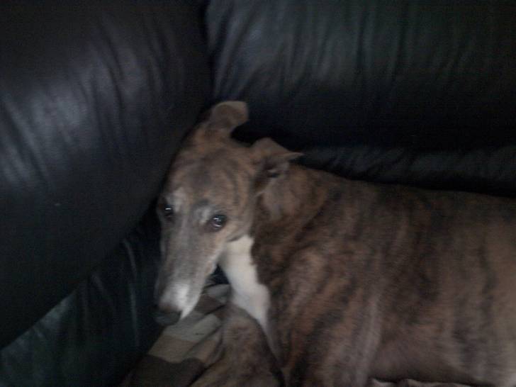 Freida - Greyhound (11 ans)