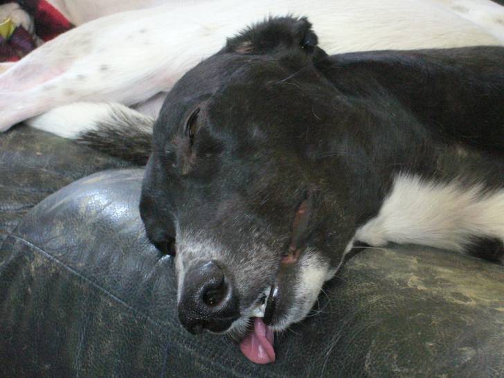 Jenny - Greyhound (4 ans)