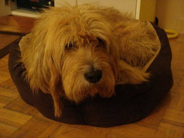 Elton - Griffon Fauve de Bretagne Mâle (5 ans)