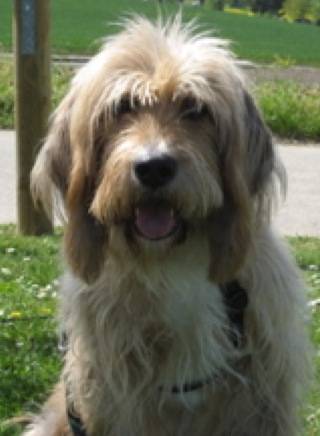 Elton - Griffon Fauve de Bretagne Mâle (5 ans)