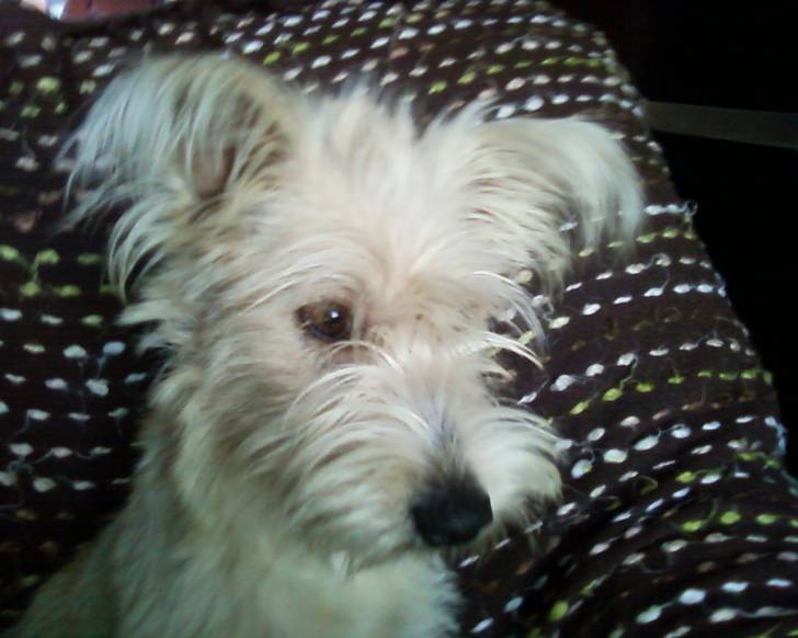 Rex - Griffon Fauve de Bretagne (3 ans)