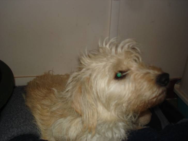 DOLLY - Griffon Fauve de Bretagne (4 ans)