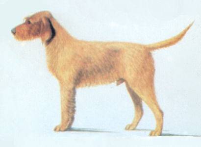 Griffon Fauve de Bretagne - Griffon Fauve de Bretagne