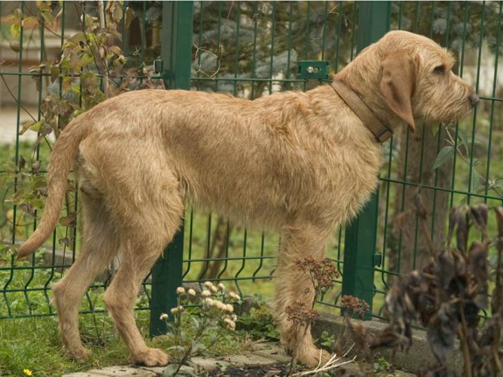 Photo Griffon Fauve de Bretagne