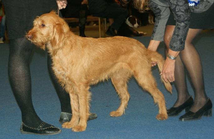 Photo Griffon Fauve de Bretagne