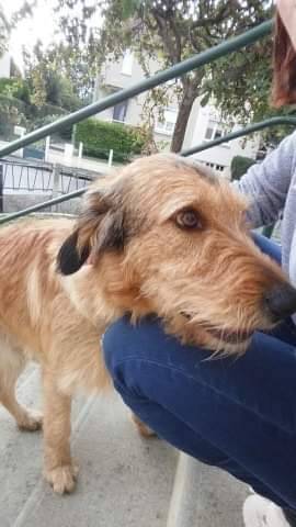 Alfe - Griffon Fauve de Bretagne Mâle (4 ans et demi)