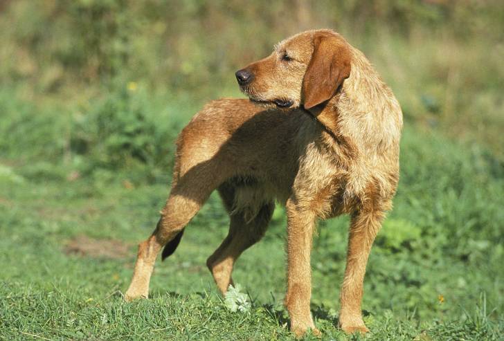Photo Griffon Fauve de Bretagne