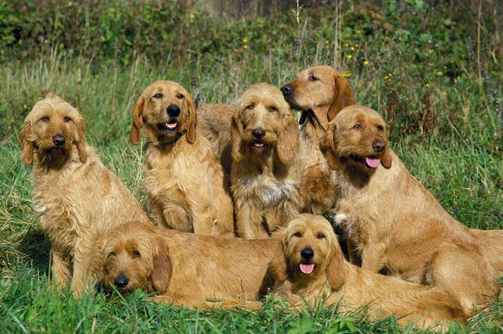 Une meute de Griffons Fauves de Bretagne dans un champ