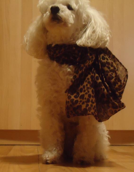 Timón - Caniche Mâle (7 ans)
