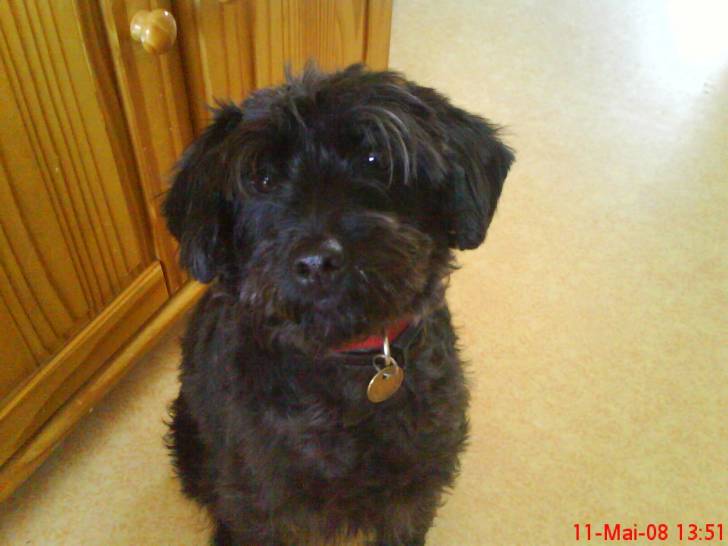clochette - Caniche (8 ans)