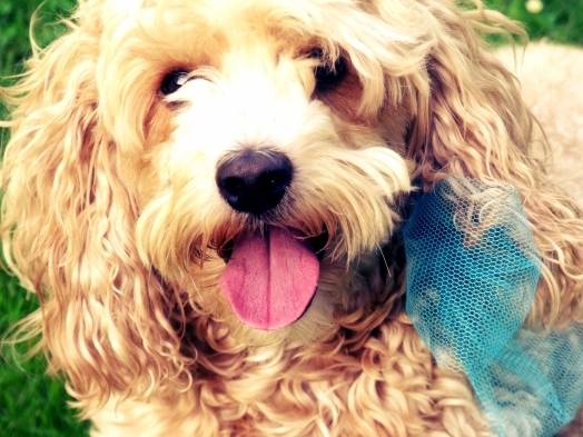 Arthur - Caniche Mâle (7 ans)