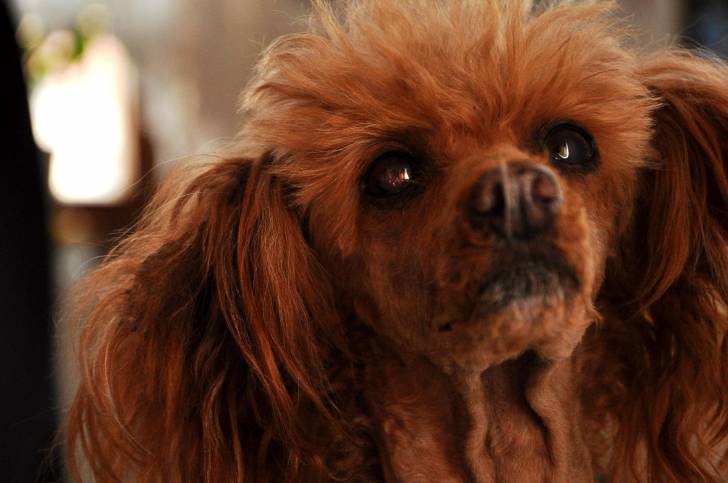 Valerie vom Kristallcolor - Caniche (15 ans)