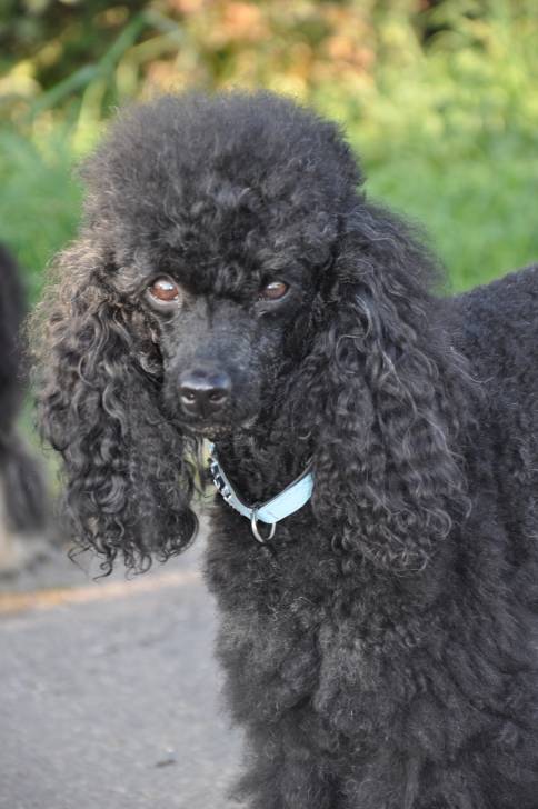 Coraly vom Kristallcolor - Caniche (7 ans)