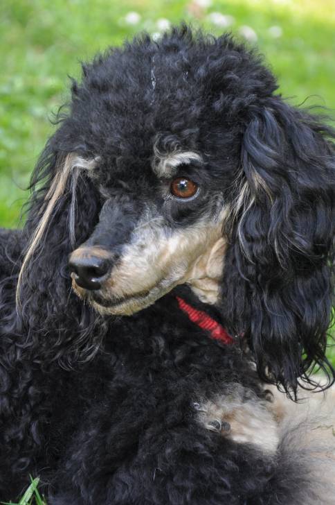 Fleur Finette vom goldenen Wirbelwind - Caniche (4 ans)