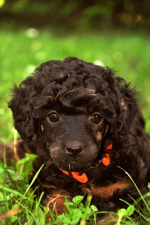 Gwendolin vom goldenen Wirbelwind - Caniche (4 mois)