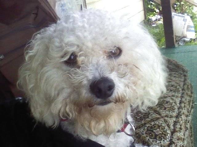 Snowball - Caniche Mâle (11 mois)