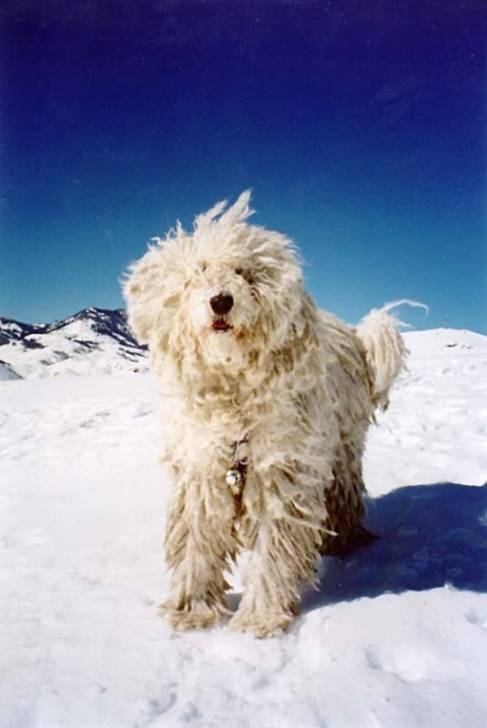 Sconosciuto - Caniche (10 ans)