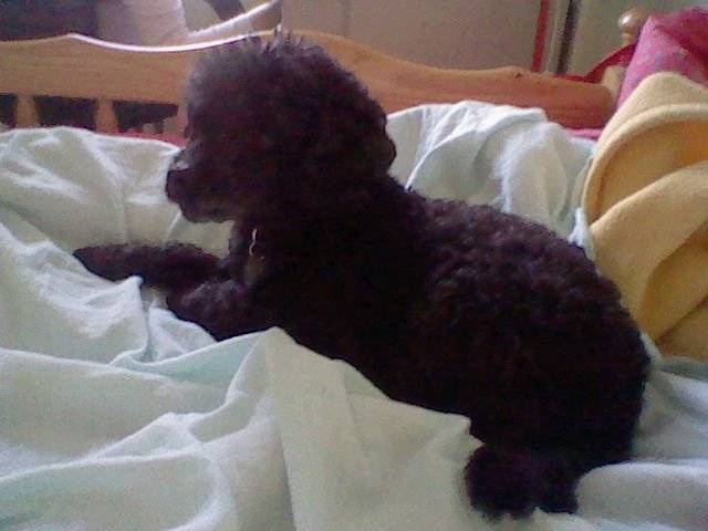 Akan - Caniche